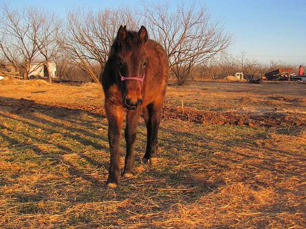 quarter-horse-standardbred-foal