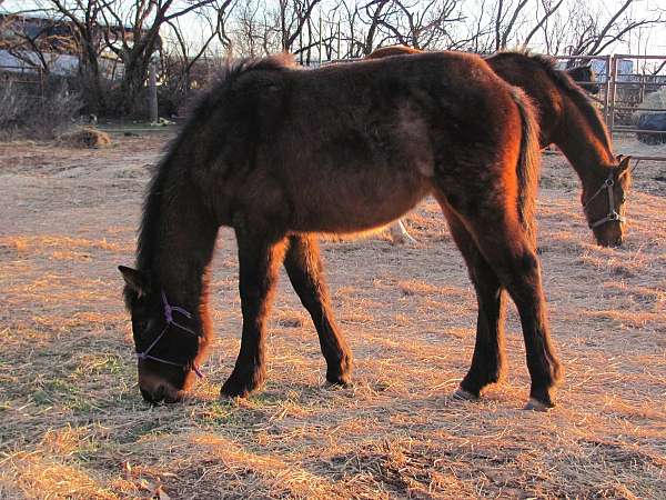 quarter-horse-standardbred-horse-for-sale