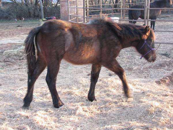 quarter-horse-standardbred-horse