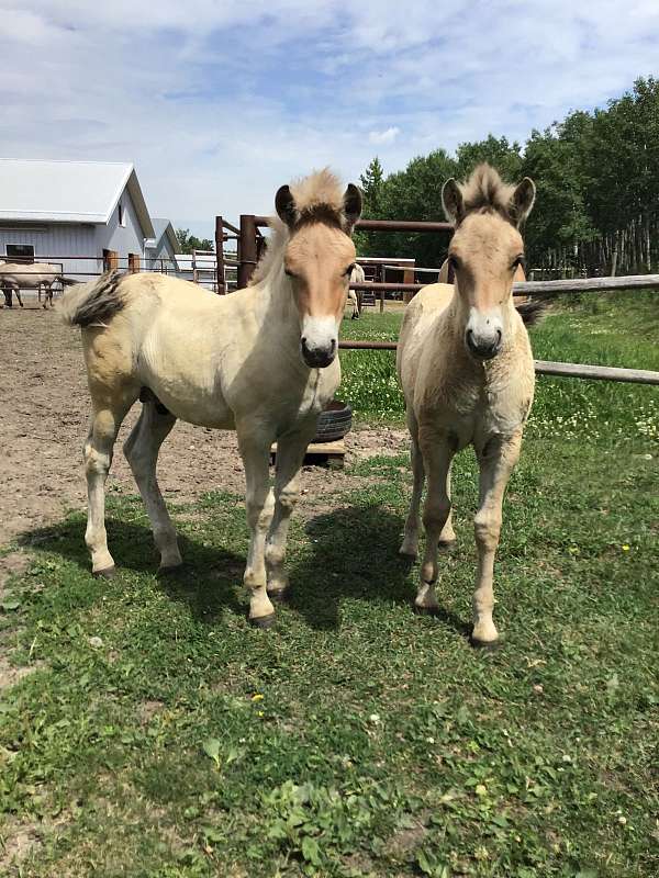 buddy-fjord-horse