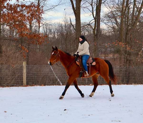 ranch-v-gelding