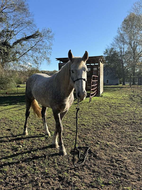 barrel-working-mustang-horse