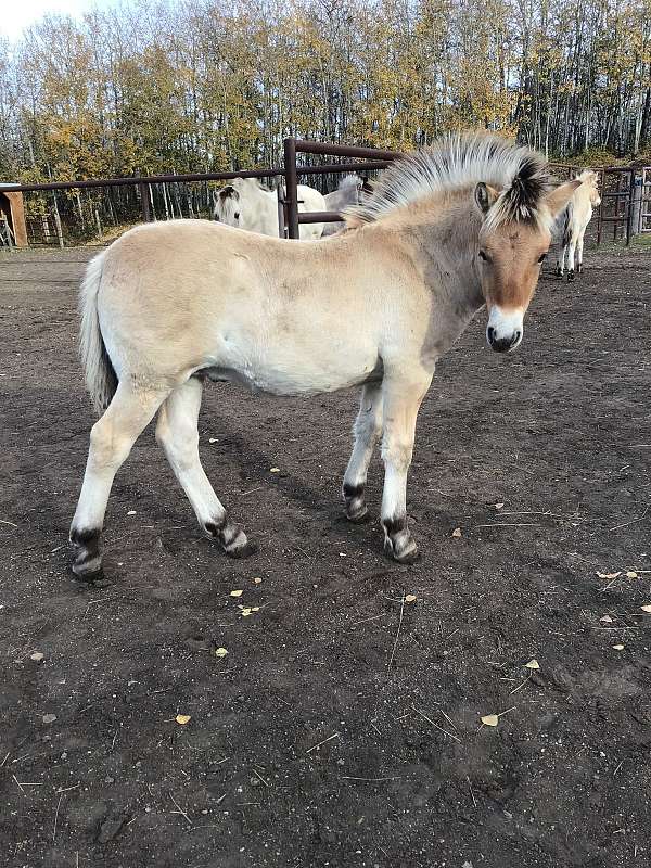 cfha-fjord-gelding