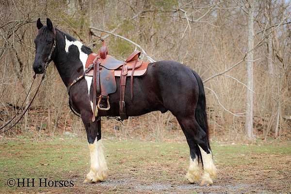 all-around-friesian-horse