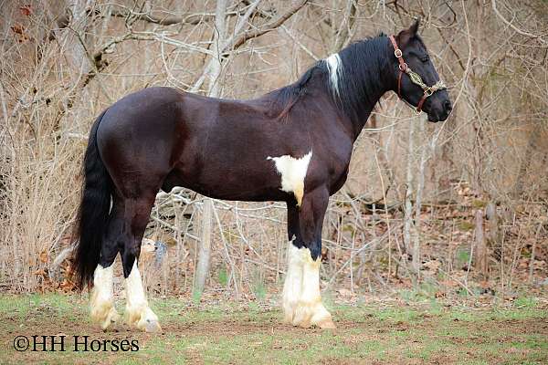 athletic-friesian-horse