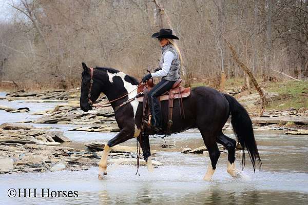 drill-team-friesian-horse