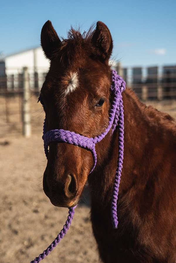 quarter-horse-filly