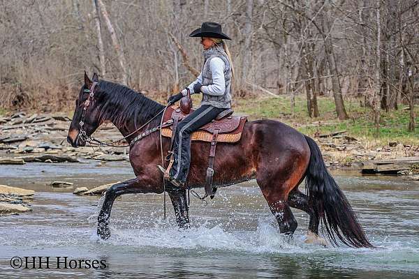 trail-class-com-friesian-horse