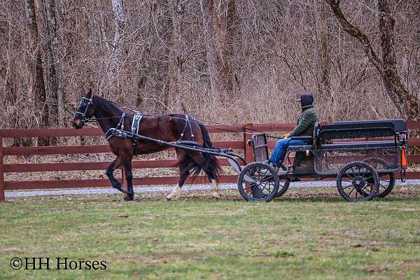 all-around-friesian-horse