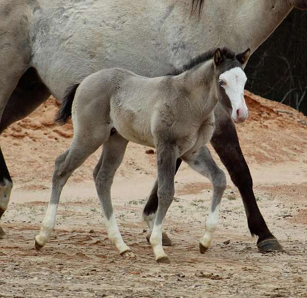 splash-white-horse