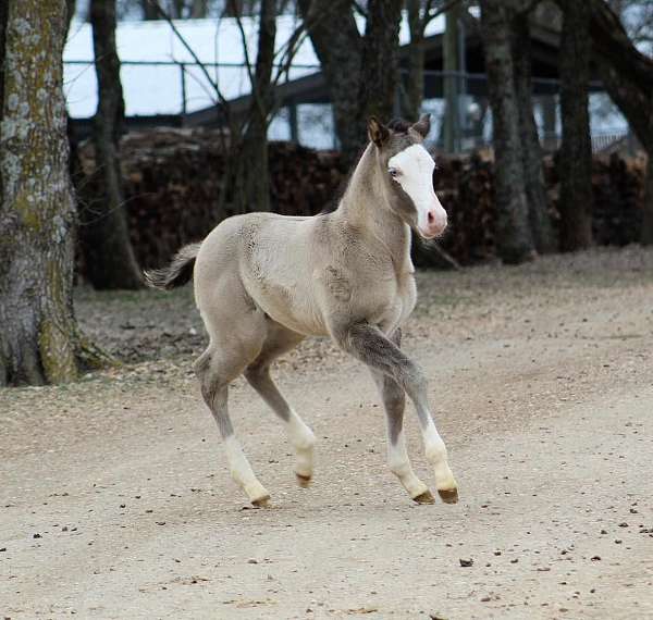 grulla-splash-white-horse