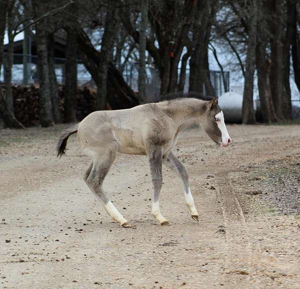 athletic-quarter-horse