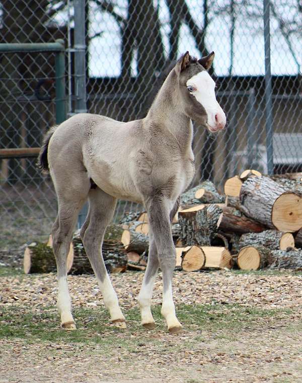 blue-eyed-quarter-horse