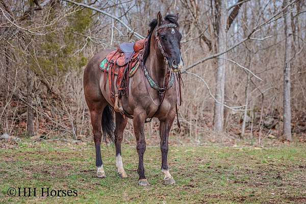 all-around-quarter-horse