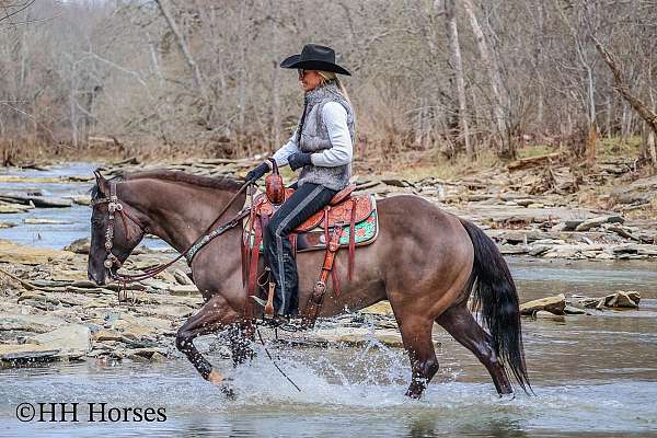 athletic-quarter-horse