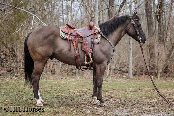 dressage-quarter-horse