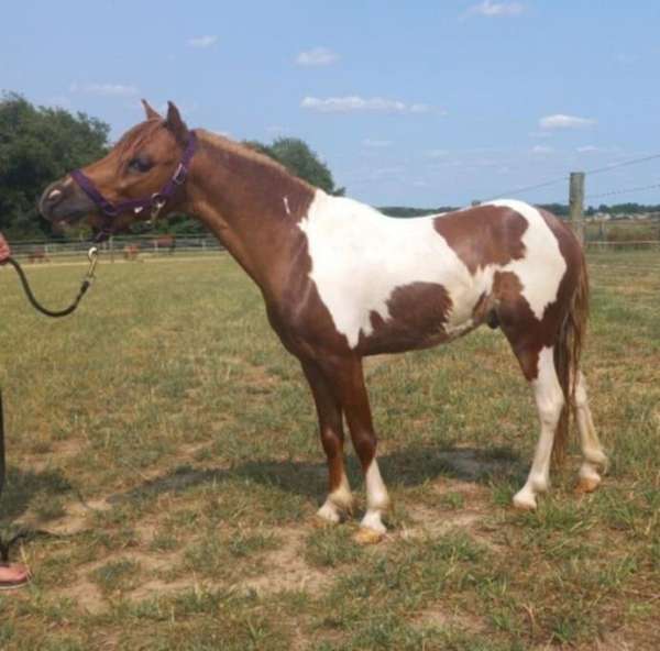 miniature-gelding