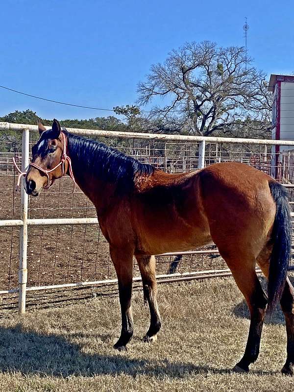 drill-team-quarter-horse