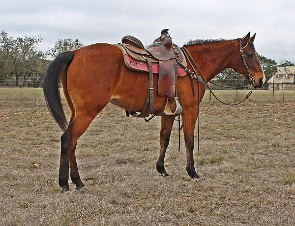 english-pleasure-quarter-horse