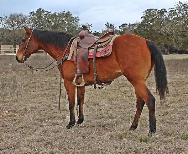 flashy-quarter-horse