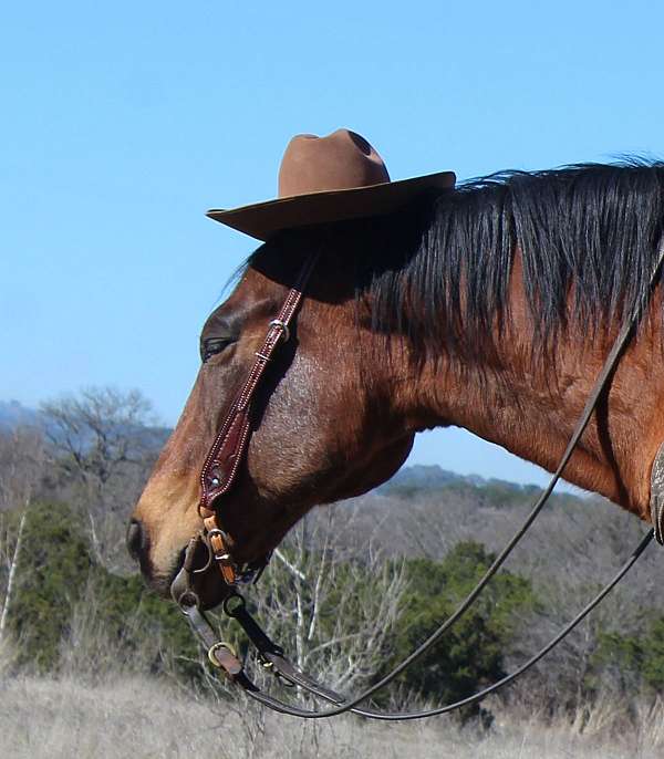 husband-safe-quarter-horse