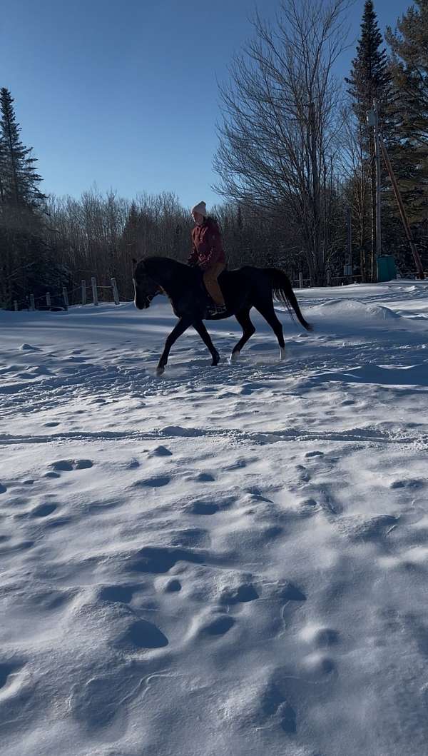 endurance-arabian-horse