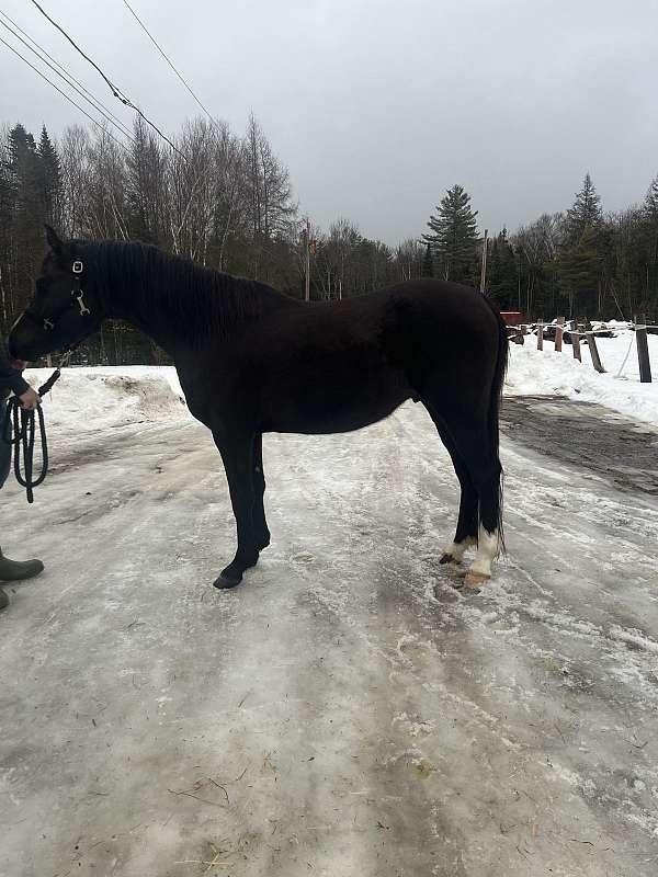 english-pleasure-arabian-horse