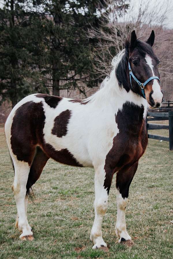 black-white-paint-horse