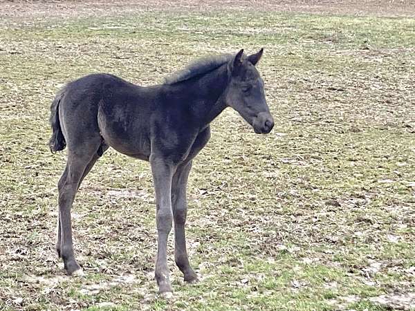 blue-roan-no-white-horse