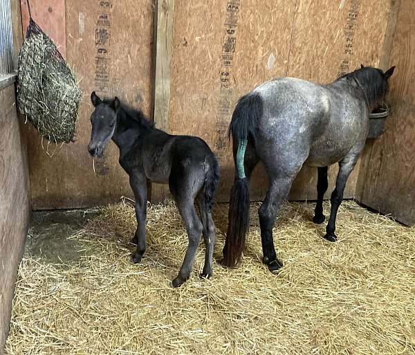 baby-rocky-mountain-horse