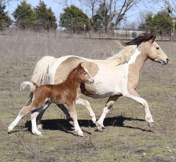 chestnut-3-white-stockings-blaze-pony