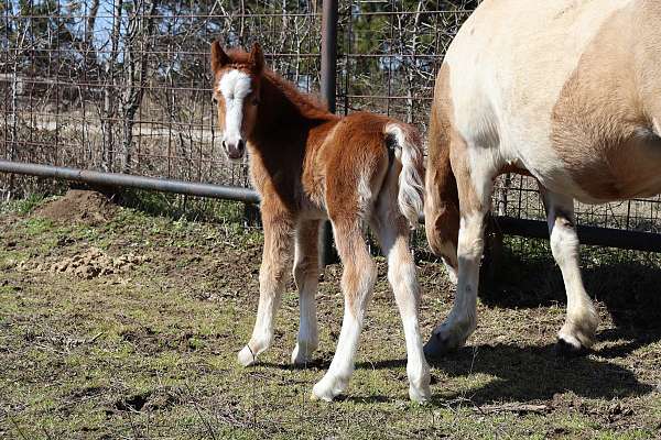 2025-welsh-pony