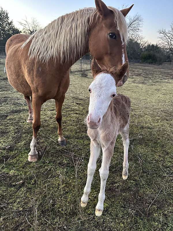 splash-welsh-pony