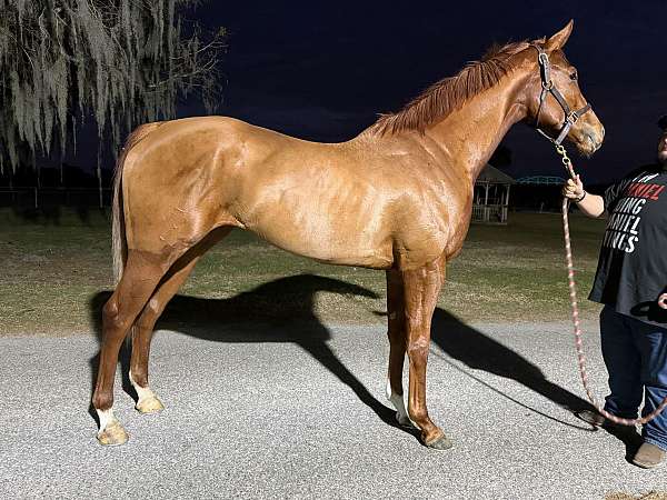 blaze-socks-blonde-tail-horse