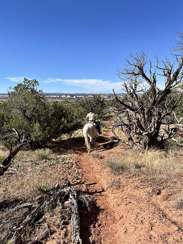 josh-lyons-gelding