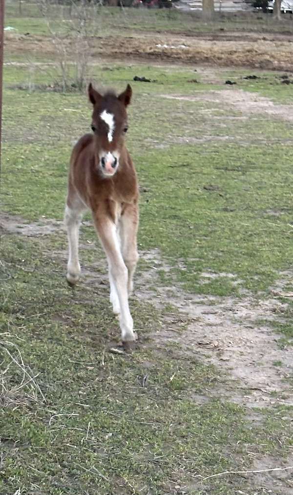 9-hand-welsh-pony-filly