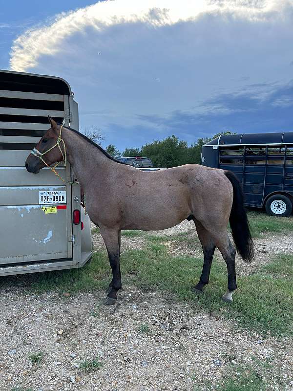 all-around-quarter-horse