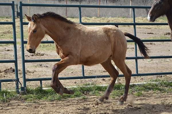 buckskin-andalusian-filly