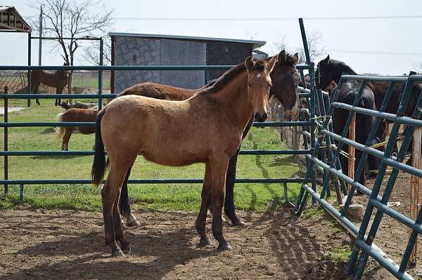 bright-andalusian-horse