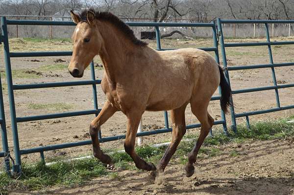 excellent-prospect-andalusian-horse