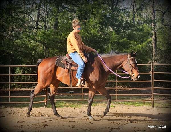 all-around-thoroughbred-horse