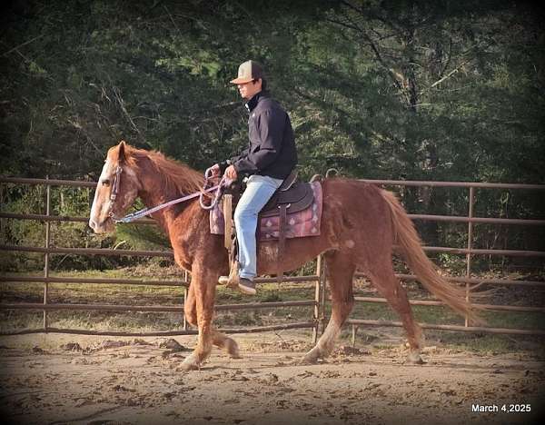 roan-gelding-mare