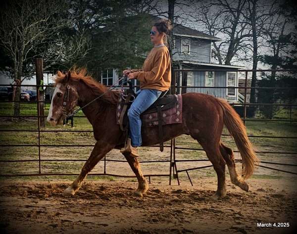 advance-beginner-quarter-horse