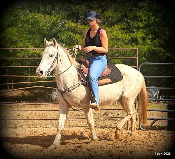 advance-beginner-quarter-horse