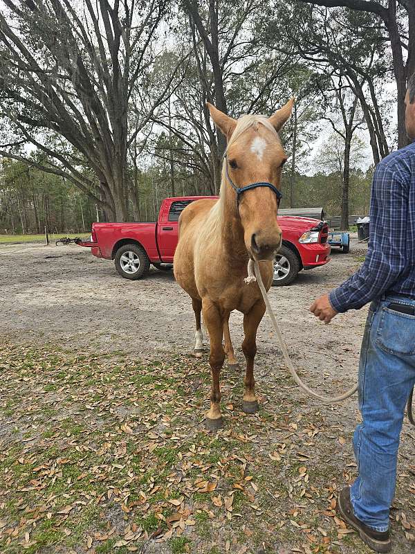 quarter-horse-mare