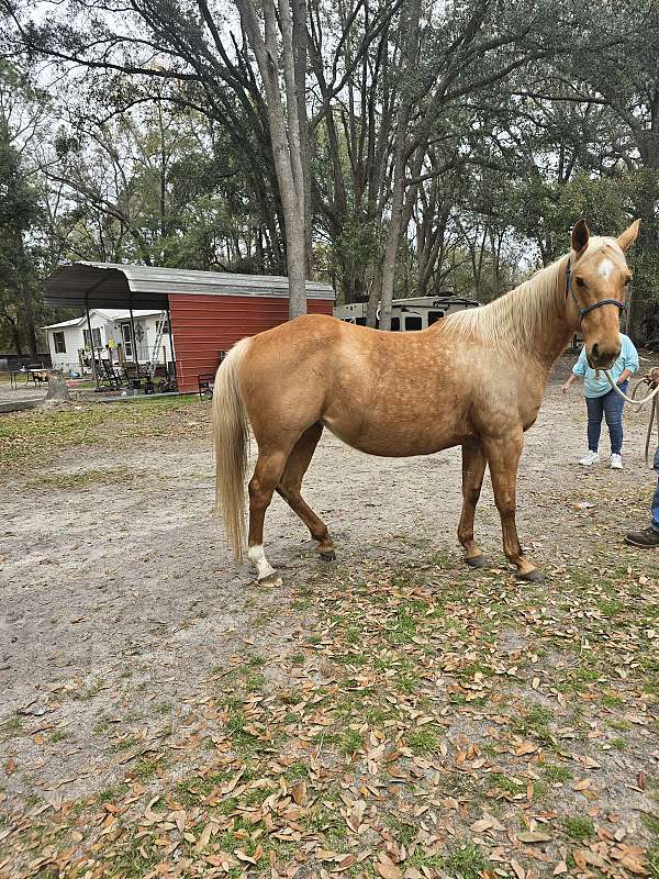 quarter-horse-for-sale