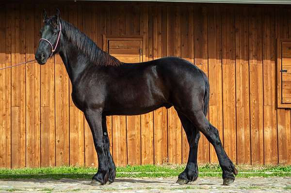 black-friesian-stallion