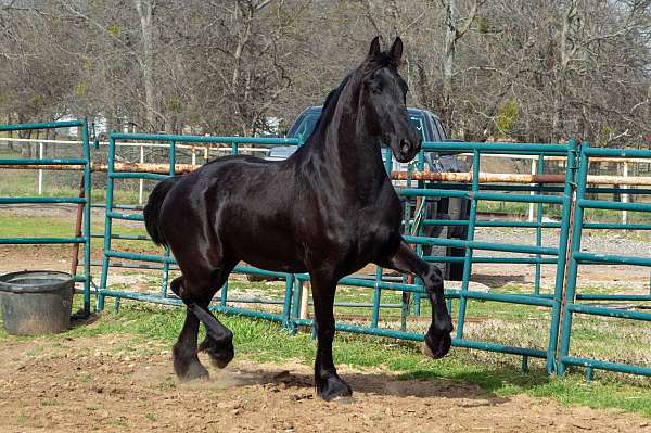 black-kfps-stallion