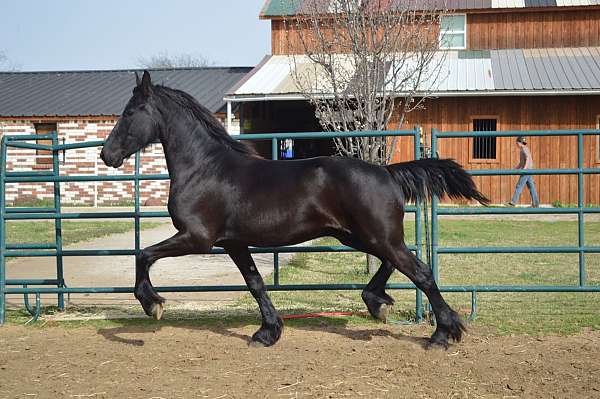 black-kfps-horse