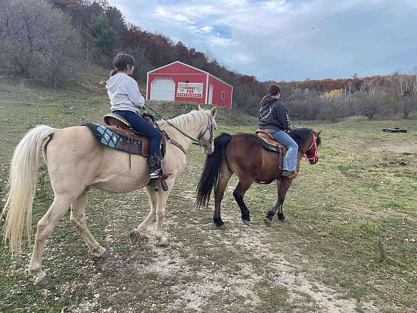 cow-horse-tennessee-walking